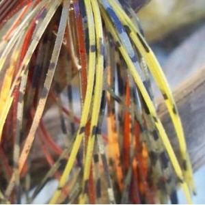Custom Jig Skirt - Beaver Craw (2 Pack) Custom Jig Skirt - Beaver Craw (2 Pack)