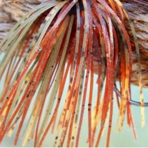 Custom Jig Skirt - Nature's Brown (2 Pack) Custom Jig Skirt - Nature's Brown (2 Pack)